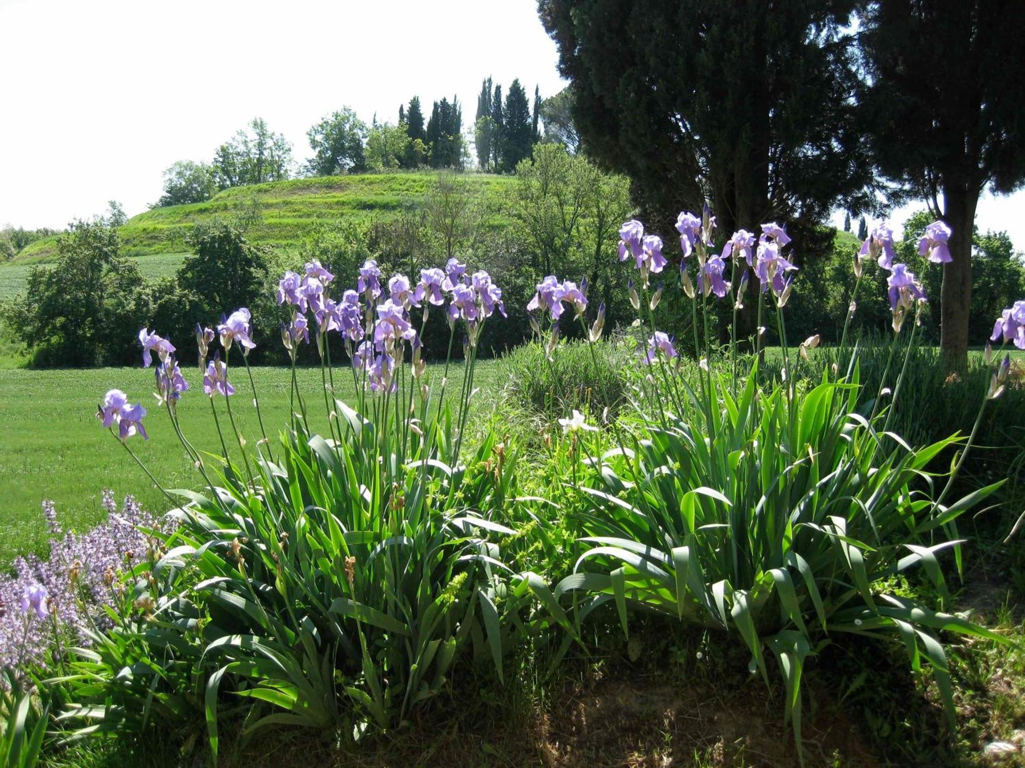 Agriturismo Il Caio Cetona Exterior photo